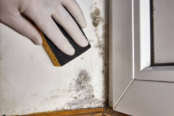 Best Mold Remediation for Healthcare Facilities  in Perkins, OK